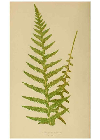 Reproducción/Reproduction 49627494477: Ferns: British and exotic.... London,Groombridge and Sons,1856-60.. 