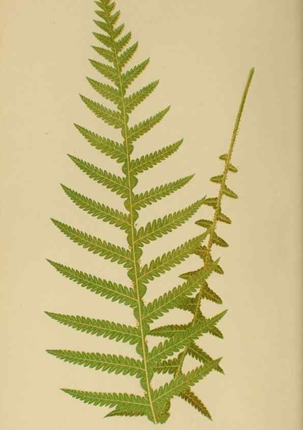 Reproducción/Reproduction 49627494477: Ferns: British and exotic.... London,Groombridge and Sons,1856-60.. 