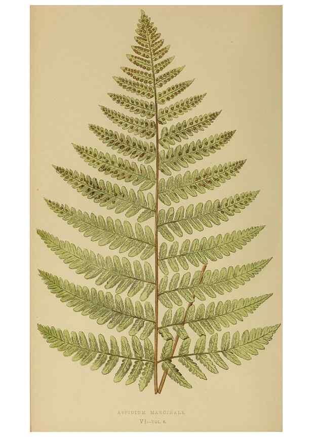 Reproducción/Reproduction 49627494772: Ferns: British and exotic.... London,Groombridge and Sons,1856-60.. 