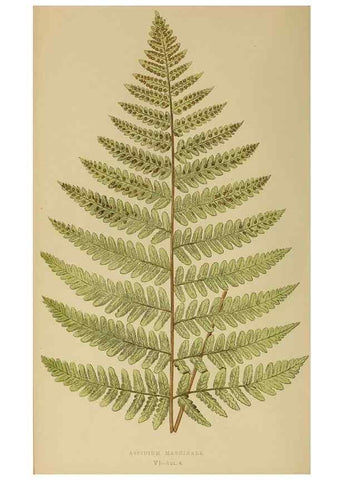 Reproducción/Reproduction 49627494772: Ferns: British and exotic.... London,Groombridge and Sons,1856-60.. 