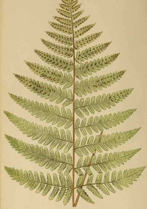 Reproducción/Reproduction 49627494772: Ferns: British and exotic.... London,Groombridge and Sons,1856-60.. 