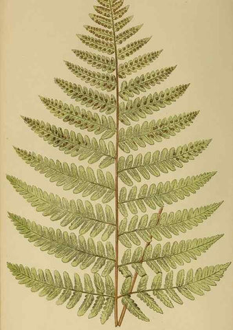 Reproducción/Reproduction 49627494772: Ferns: British and exotic.... London,Groombridge and Sons,1856-60.. 