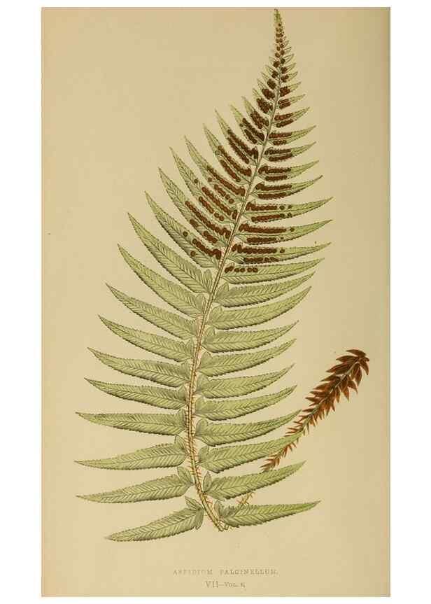 Reproducción/Reproduction 49627495112: Ferns: British and exotic.... London,Groombridge and Sons,1856-60.. 