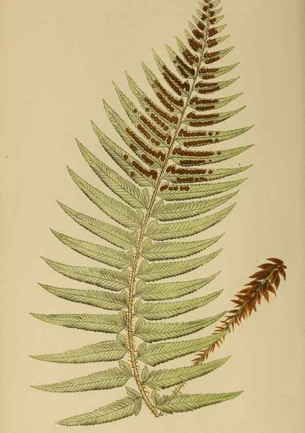 Reproducción/Reproduction 49627495112: Ferns: British and exotic.... London,Groombridge and Sons,1856-60.. 