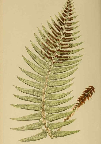 Reproducción/Reproduction 49627495112: Ferns: British and exotic.... London,Groombridge and Sons,1856-60.. 