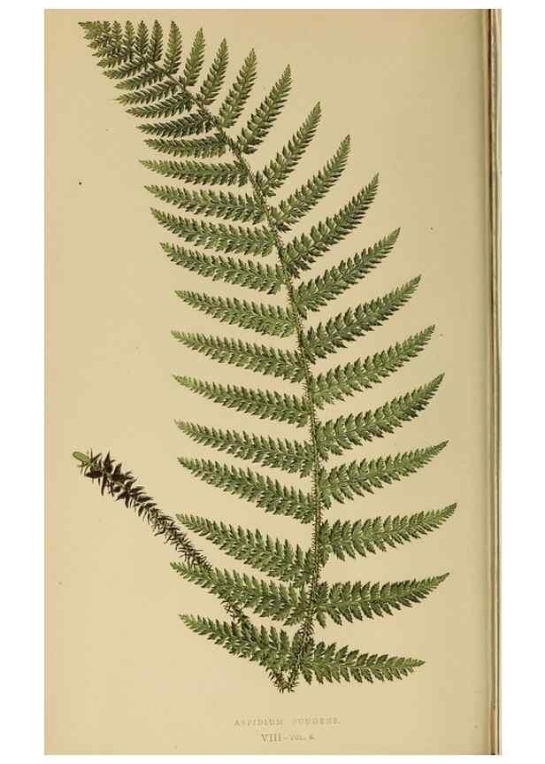 Reproducción/Reproduction 49627495422: Ferns: British and exotic.... London,Groombridge and Sons,1856-60.. 
