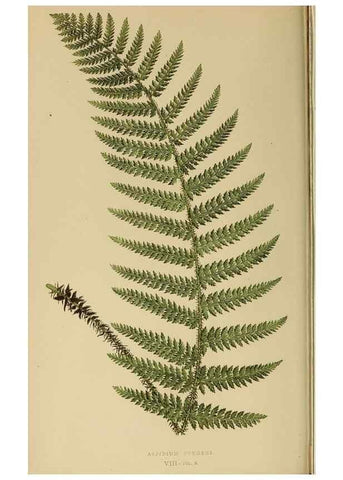 Reproducción/Reproduction 49627495422: Ferns: British and exotic.... London,Groombridge and Sons,1856-60.. 