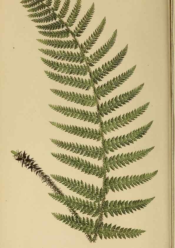 Reproducción/Reproduction 49627495422: Ferns: British and exotic.... London,Groombridge and Sons,1856-60.. 