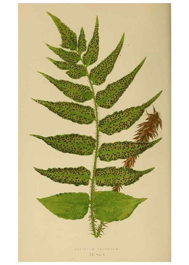 Reproducción/Reproduction 49627223031: Ferns: British and exotic.... London,Groombridge and Sons,1856-60.. 