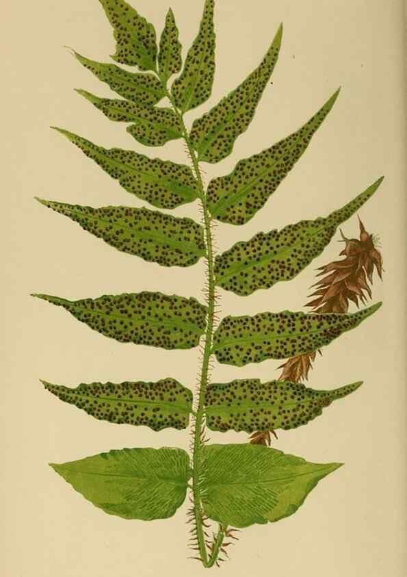 Reproducción/Reproduction 49627223031: Ferns: British and exotic.... London,Groombridge and Sons,1856-60.. 