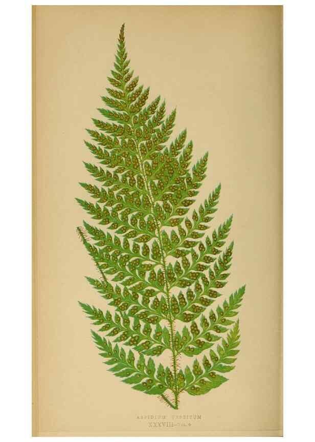 Reproducción/Reproduction 49627230166: Ferns: British and exotic.... London,Groombridge and Sons,1856-60.. 