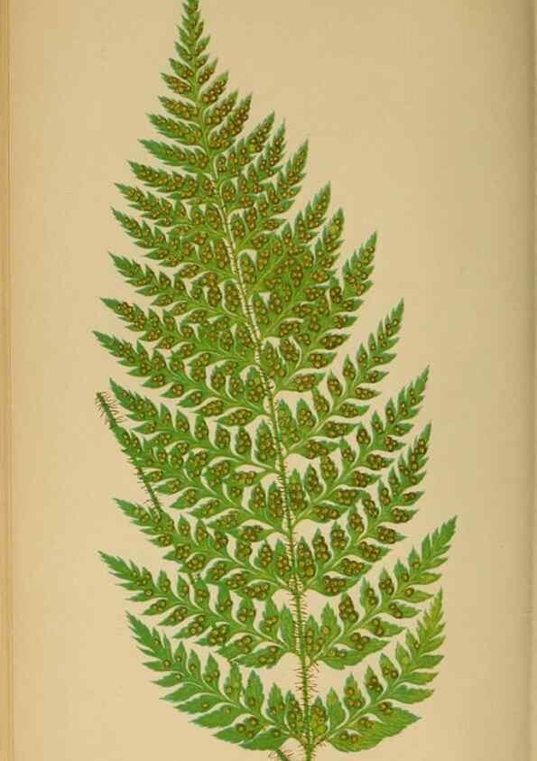Reproducción/Reproduction 49627230166: Ferns: British and exotic.... London,Groombridge and Sons,1856-60.. 