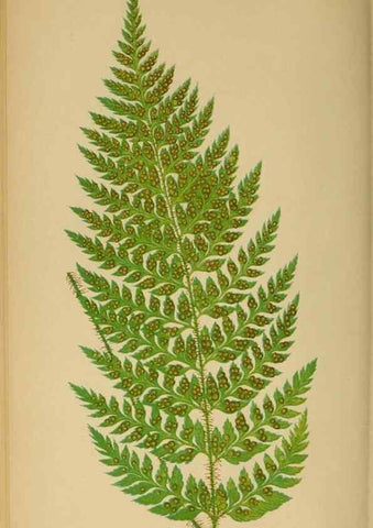 Reproducción/Reproduction 49627230166: Ferns: British and exotic.... London,Groombridge and Sons,1856-60.. 