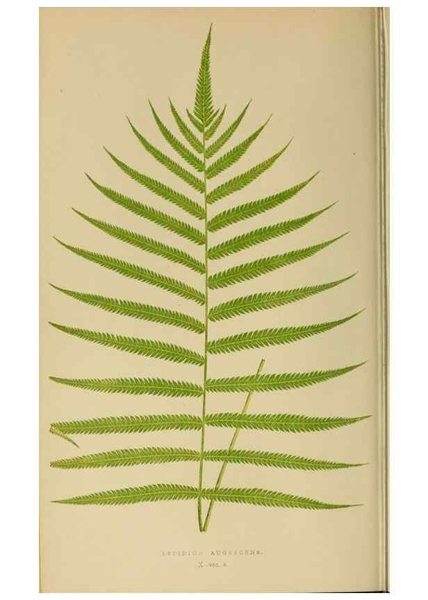 Reproducción/Reproduction 49627223301: Ferns: British and exotic.... London,Groombridge and Sons,1856-60.. 