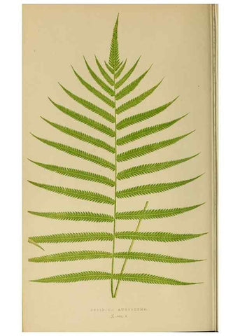 Reproducción/Reproduction 49627223301: Ferns: British and exotic.... London,Groombridge and Sons,1856-60.. 