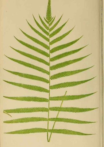 Reproducción/Reproduction 49627223301: Ferns: British and exotic.... London,Groombridge and Sons,1856-60.. 