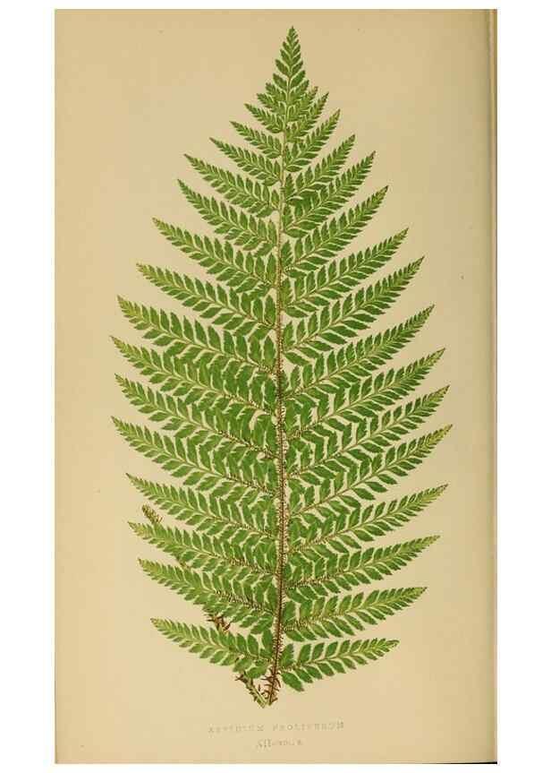 Reproducción/Reproduction 49627223771: Ferns: British and exotic.... London,Groombridge and Sons,1856-60.. 