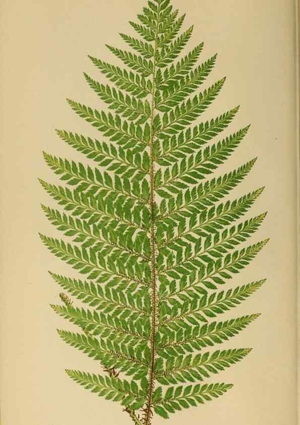Reproducción/Reproduction 49627223771: Ferns: British and exotic.... London,Groombridge and Sons,1856-60.. 
