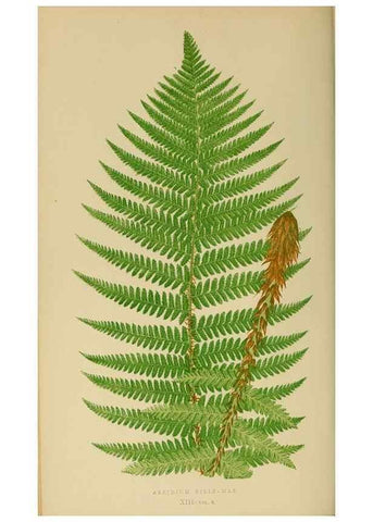 Reproducción/Reproduction 49627496607: Ferns: British and exotic.... London,Groombridge and Sons,1856-60.. 