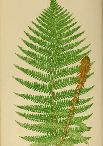 Reproducción/Reproduction 49627496607: Ferns: British and exotic.... London,Groombridge and Sons,1856-60.. 