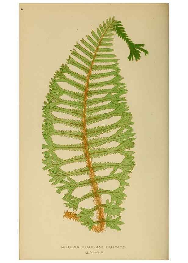 Reproducción/Reproduction 49626706458: Ferns: British and exotic.... London,Groombridge and Sons,1856-60.. 