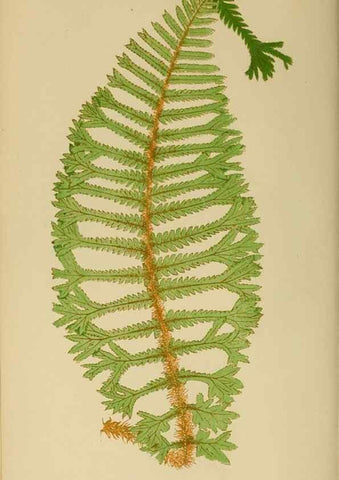 Reproducción/Reproduction 49626706458: Ferns: British and exotic.... London,Groombridge and Sons,1856-60.. 