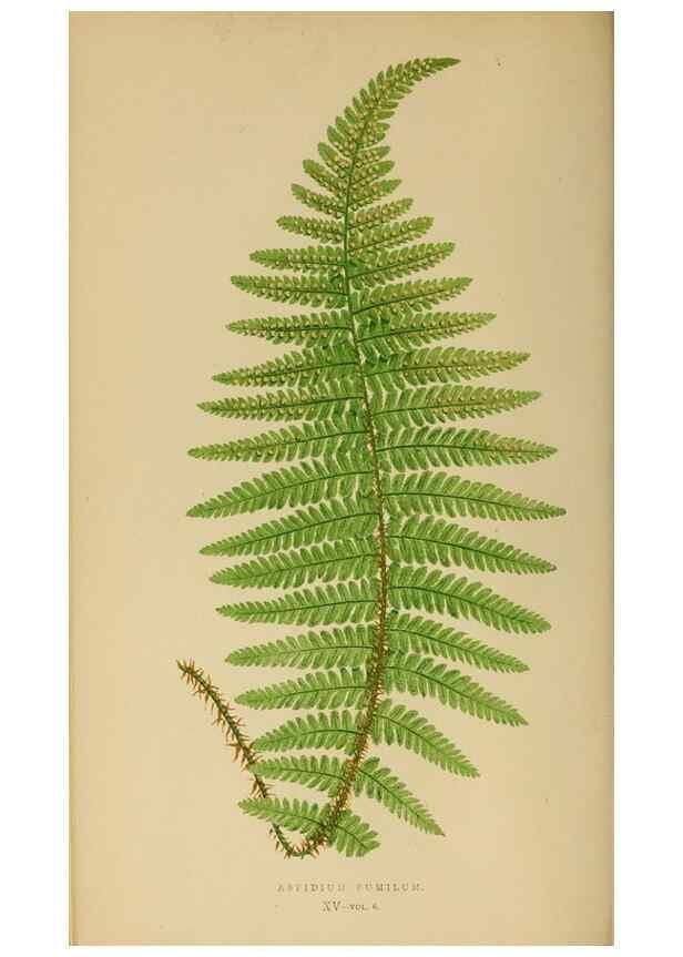 Reproducción/Reproduction 49627224446: Ferns: British and exotic.... London,Groombridge and Sons,1856-60.. 