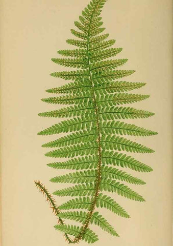 Reproducción/Reproduction 49627224446: Ferns: British and exotic.... London,Groombridge and Sons,1856-60.. 