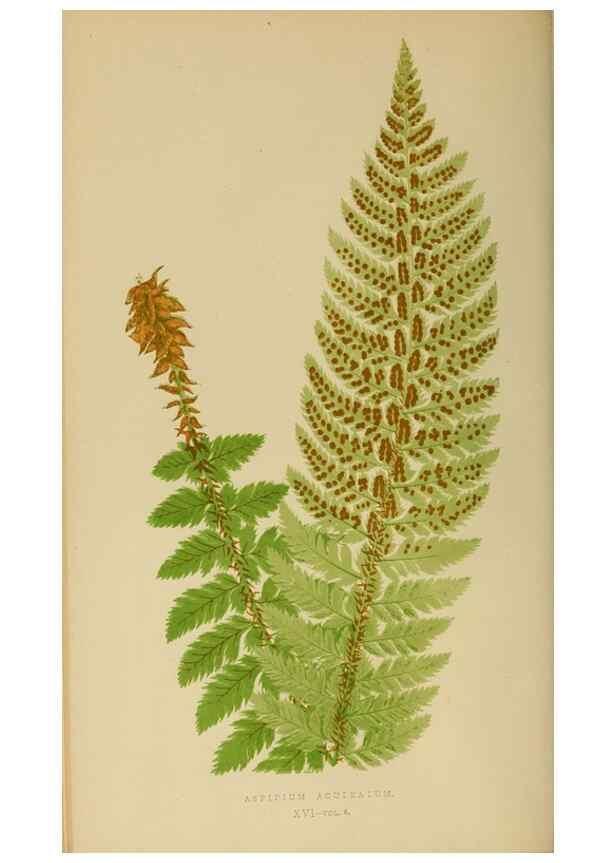 Reproducción/Reproduction 49626706883: Ferns: British and exotic.... London,Groombridge and Sons,1856-60.. 