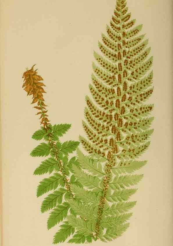 Reproducción/Reproduction 49626706883: Ferns: British and exotic.... London,Groombridge and Sons,1856-60.. 