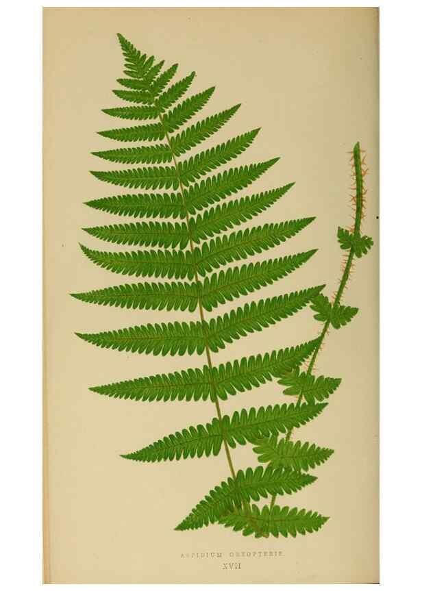 Reproducción/Reproduction 49626707098: Ferns: British and exotic.... London,Groombridge and Sons,1856-60.. 