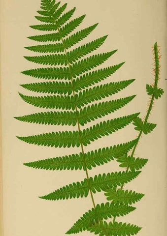 Reproducción/Reproduction 49626707098: Ferns: British and exotic.... London,Groombridge and Sons,1856-60.. 