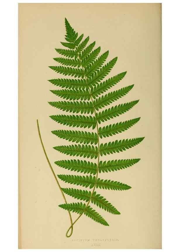 Reproducción/Reproduction 49626707293: Ferns: British and exotic.... London,Groombridge and Sons,1856-60.. 