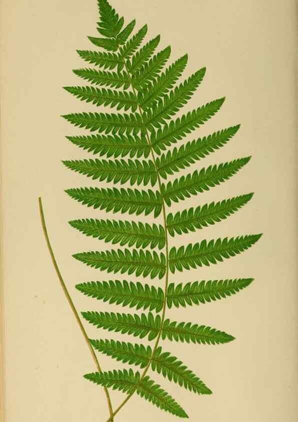 Reproducción/Reproduction 49626707293: Ferns: British and exotic.... London,Groombridge and Sons,1856-60.. 