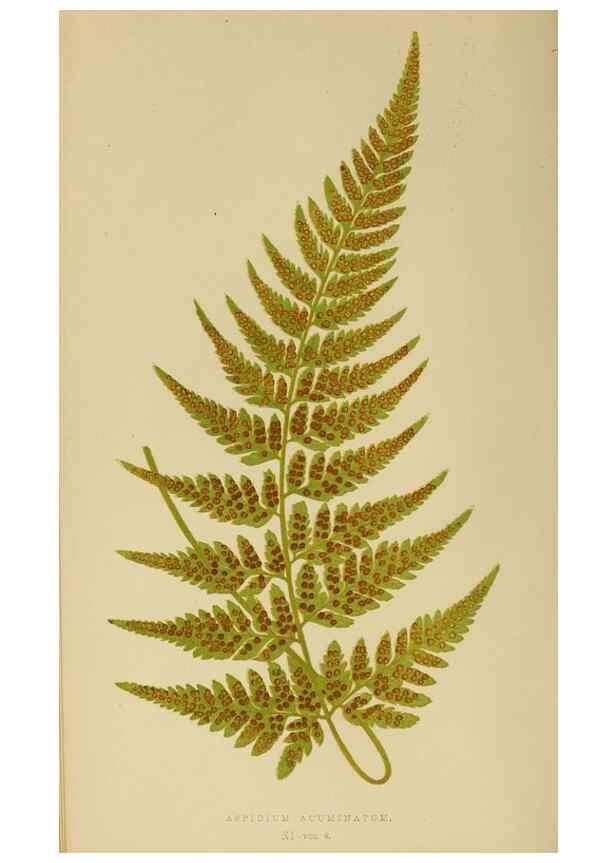Reproducción/Reproduction 49626705668: Ferns: British and exotic.... London,Groombridge and Sons,1856-60.. 