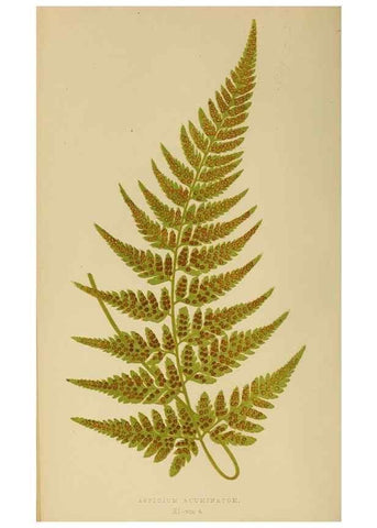 Reproducción/Reproduction 49626705668: Ferns: British and exotic.... London,Groombridge and Sons,1856-60.. 