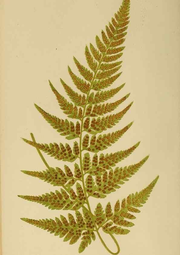 Reproducción/Reproduction 49626705668: Ferns: British and exotic.... London,Groombridge and Sons,1856-60.. 