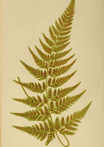 Reproducción/Reproduction 49626705668: Ferns: British and exotic.... London,Groombridge and Sons,1856-60.. 