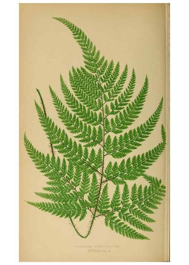 Reproducción/Reproduction 49626712658: Ferns: British and exotic.... London,Groombridge and Sons,1856-60.. 