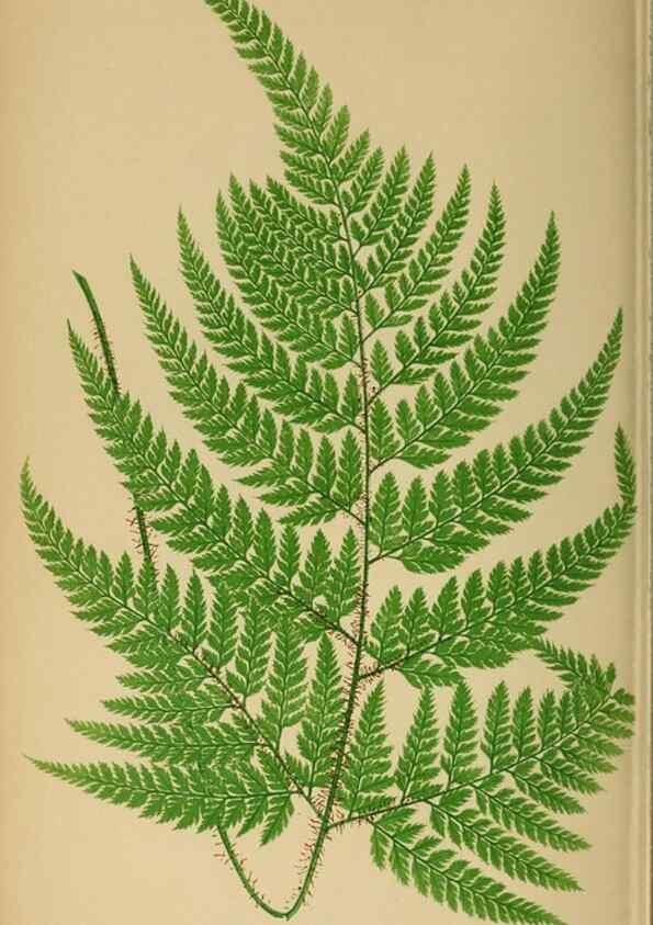 Reproducción/Reproduction 49626712658: Ferns: British and exotic.... London,Groombridge and Sons,1856-60.. 