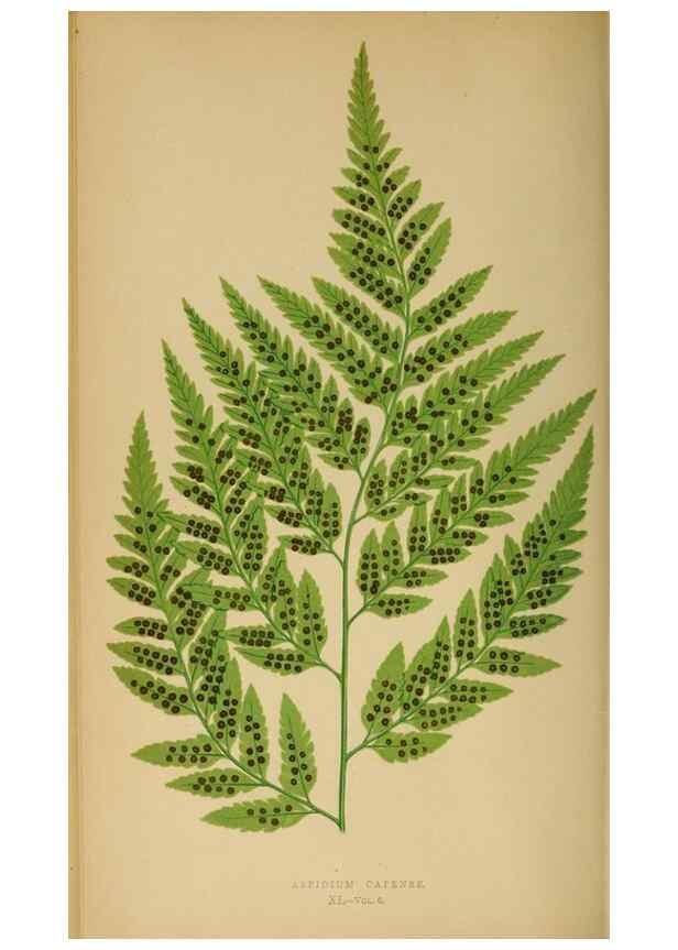 Reproducción/Reproduction 49626712888: Ferns: British and exotic.... London,Groombridge and Sons,1856-60.. 