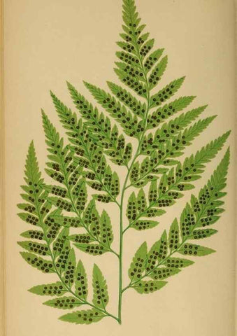 Reproducción/Reproduction 49626712888: Ferns: British and exotic.... London,Groombridge and Sons,1856-60.. 