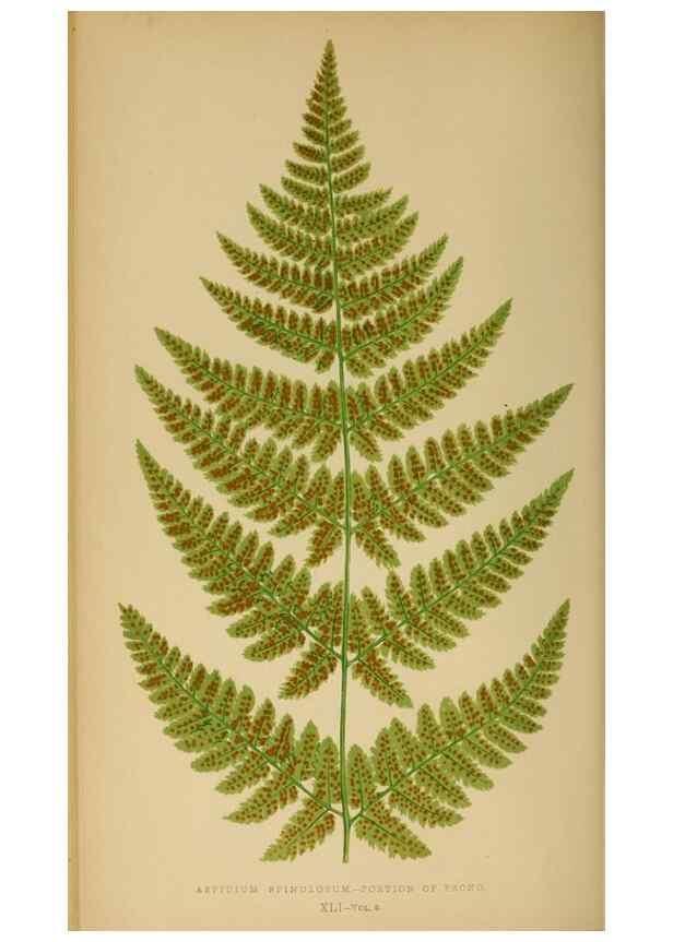 Reproducción/Reproduction 49626713133: Ferns: British and exotic.... London,Groombridge and Sons,1856-60.. 