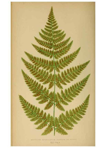 Reproducción/Reproduction 49626713133: Ferns: British and exotic.... London,Groombridge and Sons,1856-60.. 