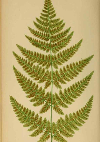 Reproducción/Reproduction 49626713133: Ferns: British and exotic.... London,Groombridge and Sons,1856-60.. 