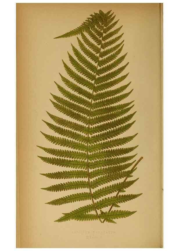 Reproducción/Reproduction 49628192116: Ferns: British and exotic.... London,Groombridge and Sons,1856-60.. 