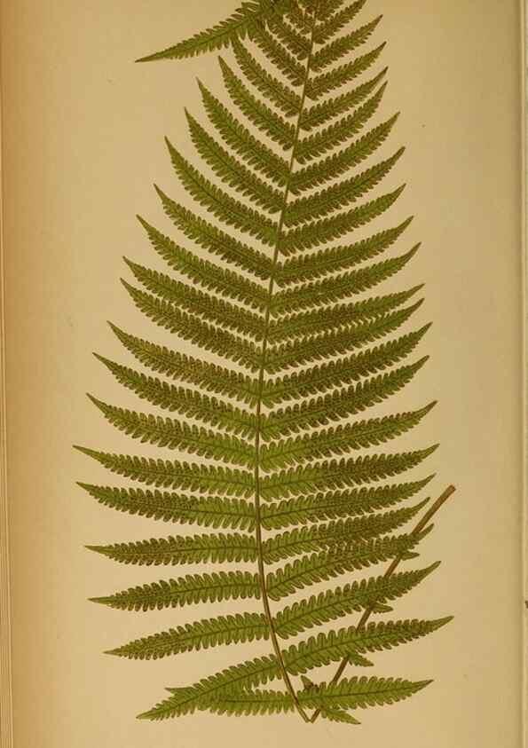 Reproducción/Reproduction 49628192116: Ferns: British and exotic.... London,Groombridge and Sons,1856-60.. 