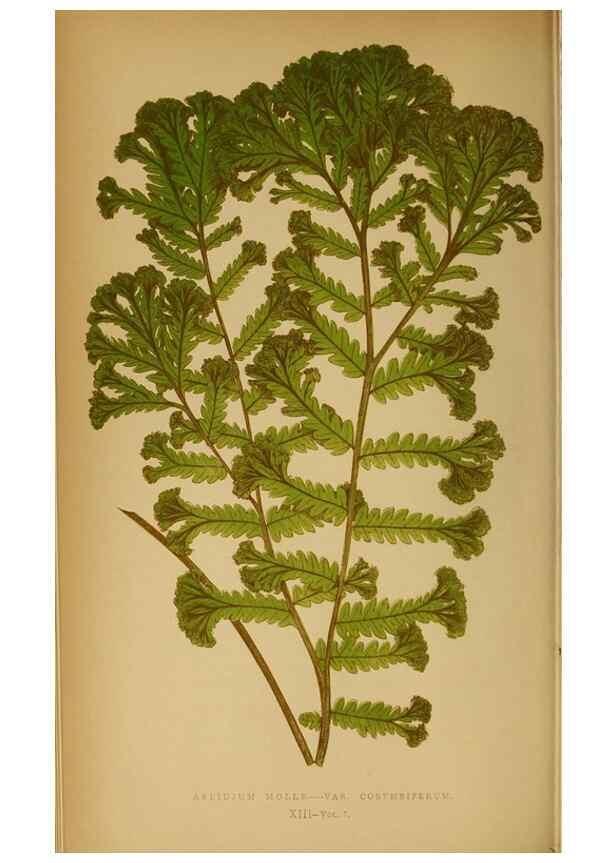 Reproducción/Reproduction 49627675738: Ferns: British and exotic.... London,Groombridge and Sons,1856-60.. 