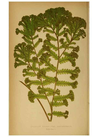 Reproducción/Reproduction 49627675738: Ferns: British and exotic.... London,Groombridge and Sons,1856-60.. 
