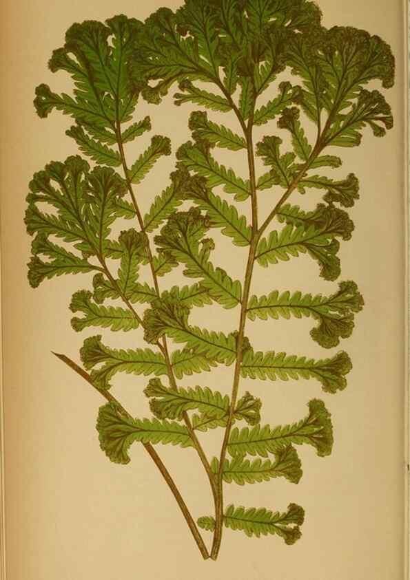 Reproducción/Reproduction 49627675738: Ferns: British and exotic.... London,Groombridge and Sons,1856-60.. 
